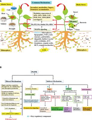 Physiological and molecular insight of microbial biostimulants for sustainable agriculture